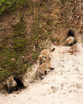Fox Red Fox Stock Photo.  Baby foxes.  Four baby foxes. Moss background. Sand foreground.
