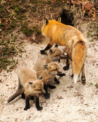 Red Fox Stock Photo.   Red Fox mother and kit foxes in the forest interacting. Baby foxes. Photo. Picture. Image.