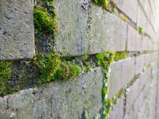 Stone wall with moss in every gap