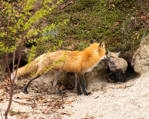 Fox Red Fox Animal Photo.  Fox Red Fox mother and baby fox in the forest with moss background. Fox burrow. Fox den.