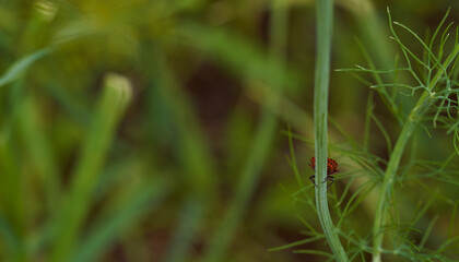 Red striped bedbug on a green branch of dill Graphosoma italicum, red and black striped stink bug, Pentatomidae.