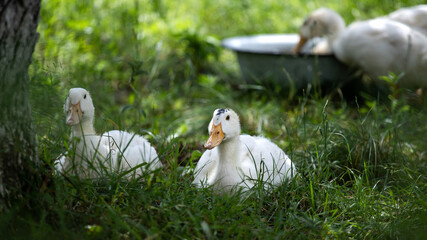 white ducks resting
