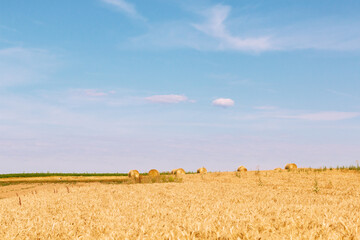 Fototapeta premium Outdoor background concept hay bale of straw in landscape of havest season wheat fileld with copy space