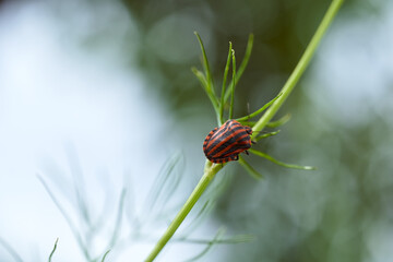 Red striped bedbug on a green branch of dill Graphosoma italicum, red and black striped stink bug, Pentatomidae.