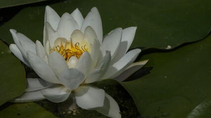 white water lily