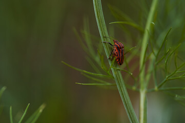 Red striped bedbug on a green branch of dill Graphosoma italicum, red and black striped stink bug, Pentatomidae.
