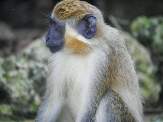 Adult Green Monkey in Barbados - Sitting on the Ground at Barbados Wildlife Reserve (Chlorocebus Sabaeus Monkey in Saint Peter Parish)