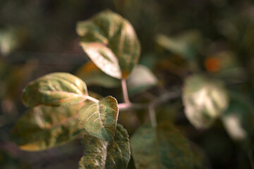 Autumn leaves on a tree branch in the sunlight against the background of shady bushes. Autumn background, the concept of the beauty of nature.