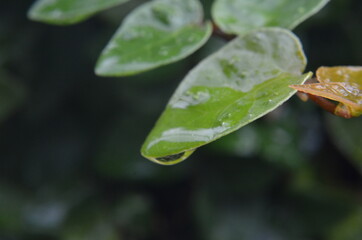Beautiful water drop on leaf at nature close-up macro. Fresh juicy green leaf