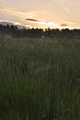 sunrise in the summer forest