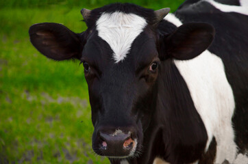  black cow in the field. farm. countryside. village. small business