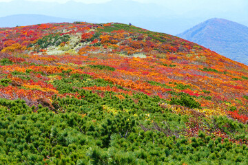 栗駒国定公園、栗駒山の紅葉。栗原、宮城、日本。１０月上旬。