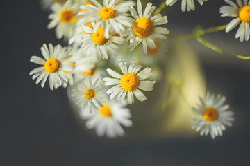 Cute white field daisies are a bouquet in a glass vase at home and are illuminated by rays of sunlight. Summer.