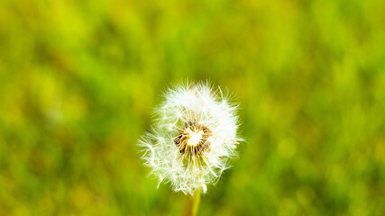 初夏を告げる花
