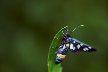 Dark blue butterfly with mottled wings on a green leaf. Macro effect photo. With copy space.