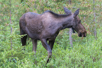 Cow Moose in the Colorado Rocky Mountains