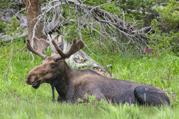 Moose in the Colorado Rocky Mountains