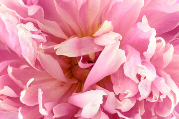 close up of peony