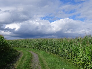 Obraz premium Maisfeld vor weiß--blauem Himmel