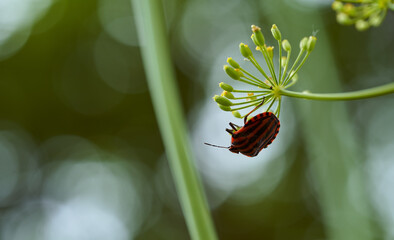 Red striped bedbug on a green branch of dill Graphosoma italicum, red and black striped stink bug, Pentatomidae.