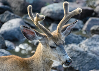 Colorado Wildlife. Wild Deer on the High Plains of Colorado