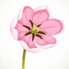 Beautiful pink tulip flower fades away isolated on white background