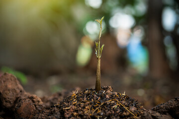 The seedling are growing in the soil with the backdrop of the sun or sunlight. Plant trees.