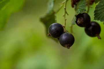 Black currant berries on a blurred green background