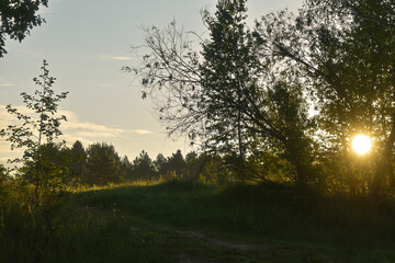 sunrise in the summer forest