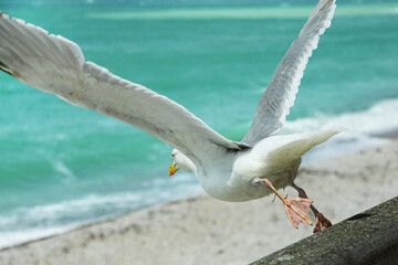 Seagull on the seashore