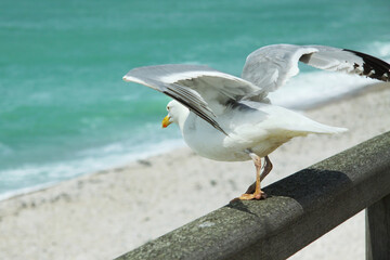 Seagull on the seashore