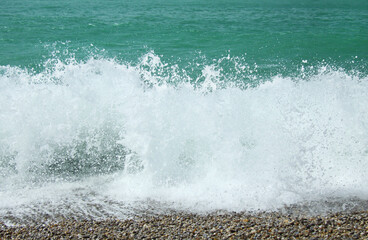 Seagull on the seashore