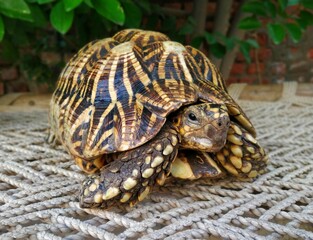 Turtle on the Net
