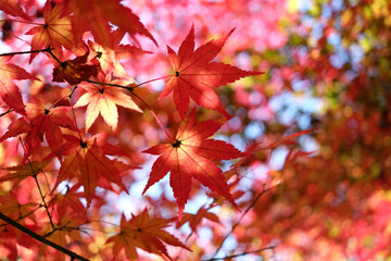 真っ赤なカエデ　紅葉