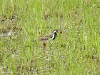 great crested grebe