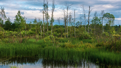 Forest landscape with swamp and plants reflected in an water at sunset