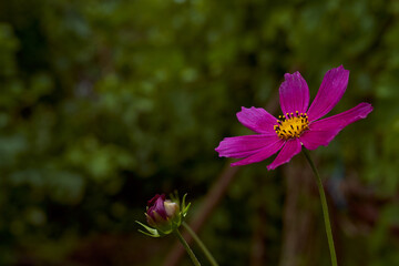 Red flower with yellow nectar on a blurred background. Close-up.