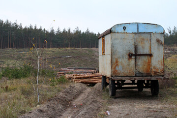 Illegal deforestation in a pine forest in Eastern Europe