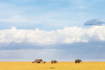Flock of Elephants in the savannah