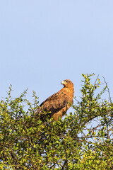 Tawny eagle in a treetop against blue sky