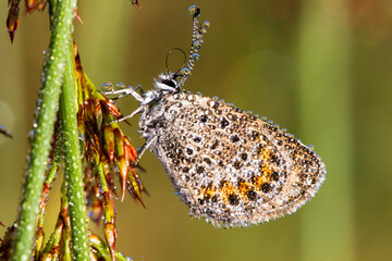 Farfalla