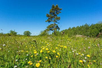 Meadow with flowers blooming in the summer