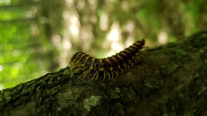 Caterpillar on a tree
