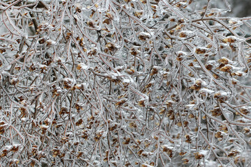 Grass covered with ice