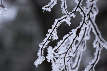 Grass covered with ice
