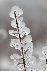 Grass covered with ice