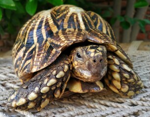 Obraz premium Turtle