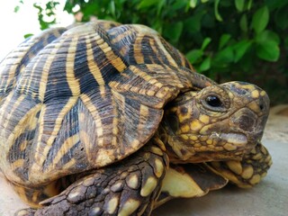 turtle on the rope