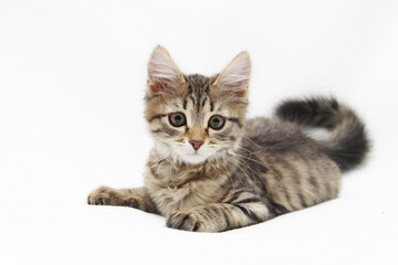 Obraz premium kotek na białym tle