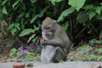 Obraz premium Monkeys that live in the forests of Kaliurang, Yogyakarta, Indonesia.